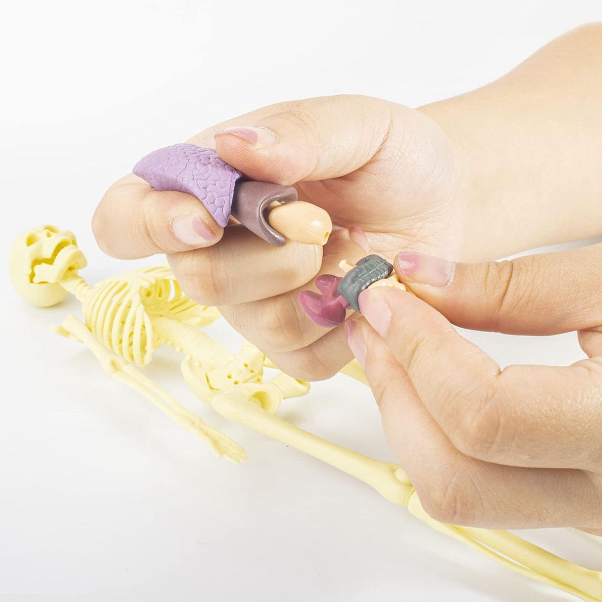 3D Human Body Anatomy Model Children Plastic DIY Skeleton
