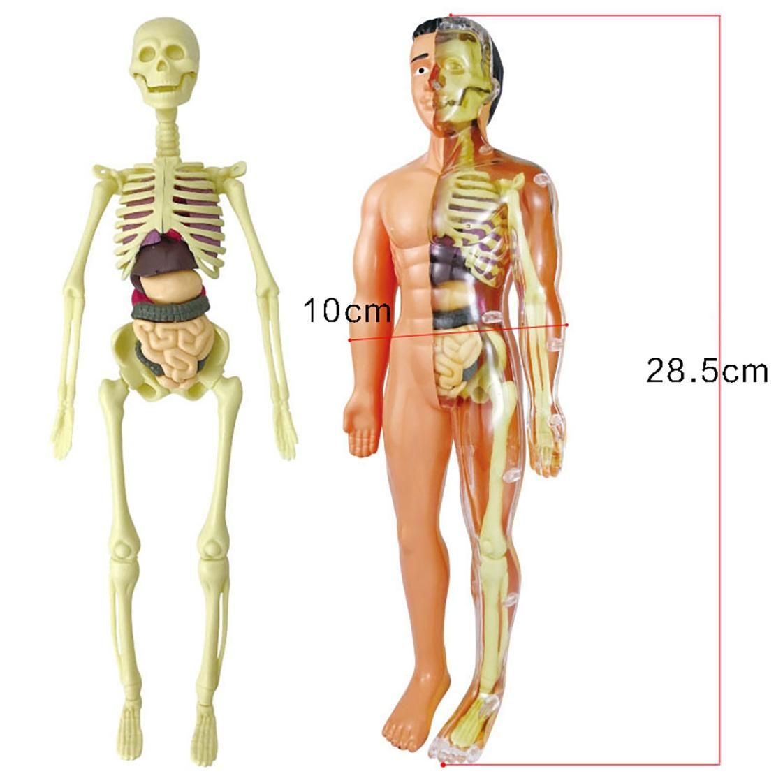 3D Human Body Anatomy Model Children Plastic DIY Skeleton