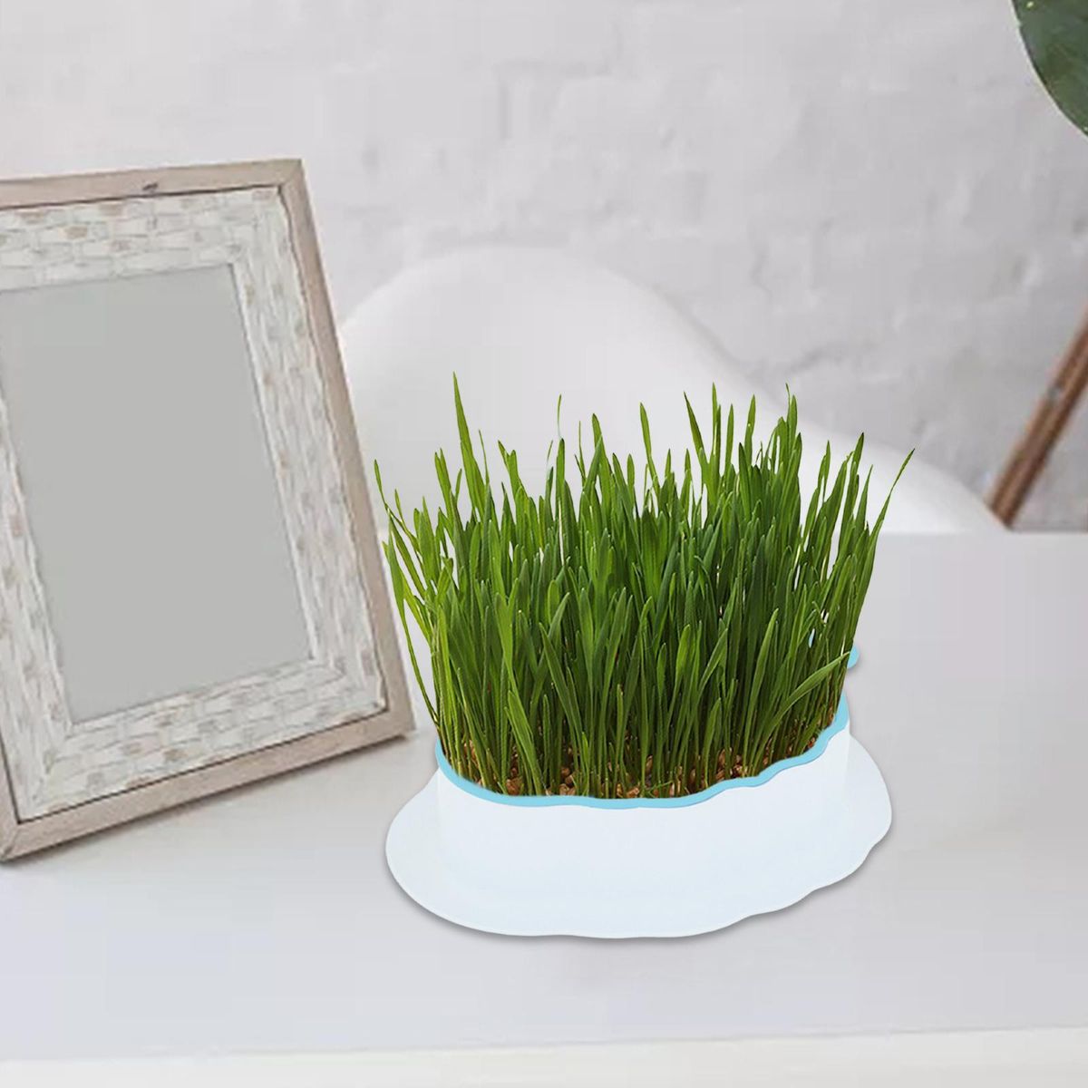 Cats Grass  Tray  Cats Box For White Color Blue