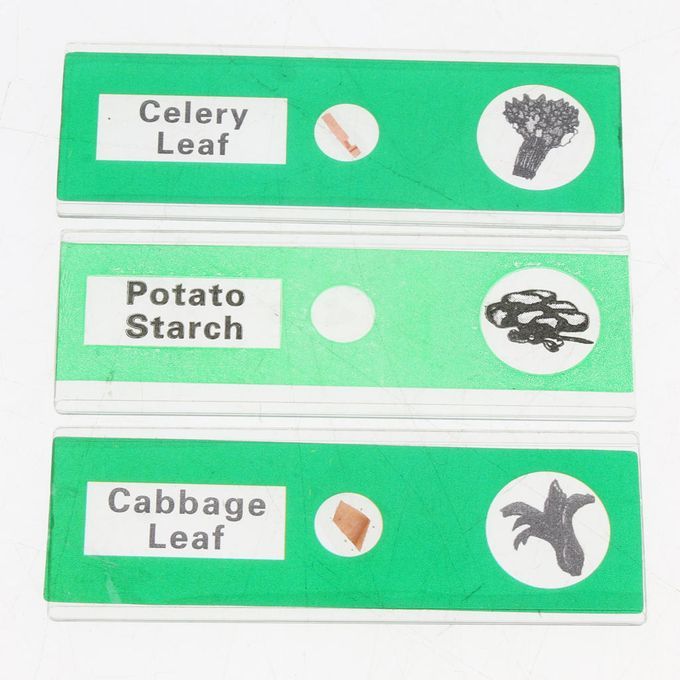 12x Prepared Microscope Slides Biological Specimen Sections