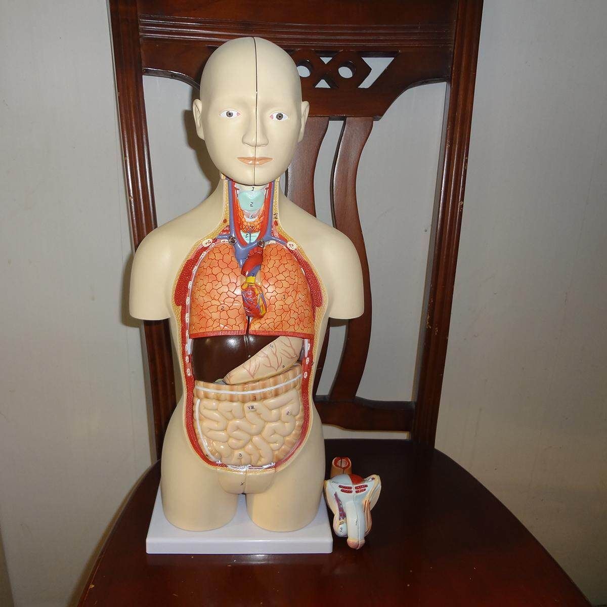 50cm Human Anatomy Female/Male Torso Assembly Visceral Anatomical Model
