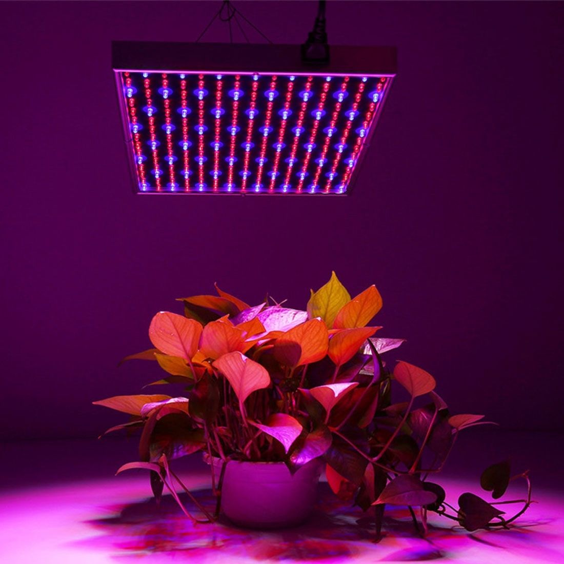 10W Low Power Red And Blue 225 LED Hydroponic Plant Grow Light, Luminous Flux: 380lm