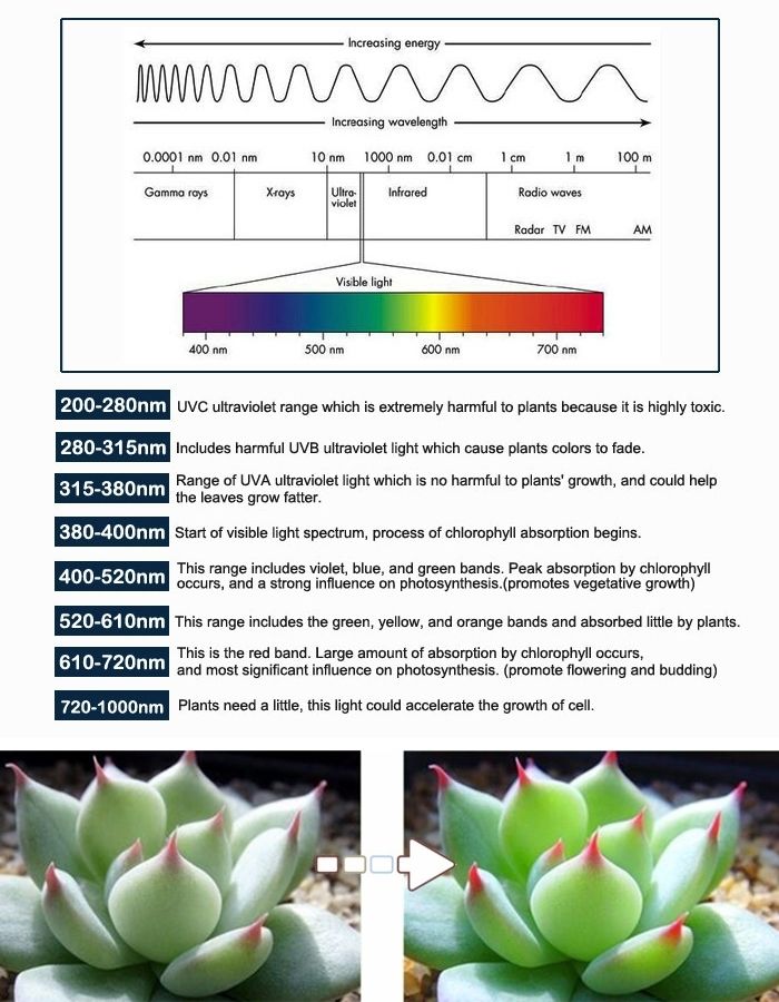 10W Low Power Red And Blue 225 LED Hydroponic Plant Grow Light, Luminous Flux: 380lm