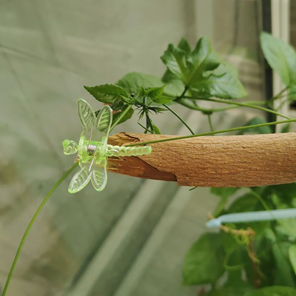 30Pcs Orchid Clips Butterfly Colorful Plant A