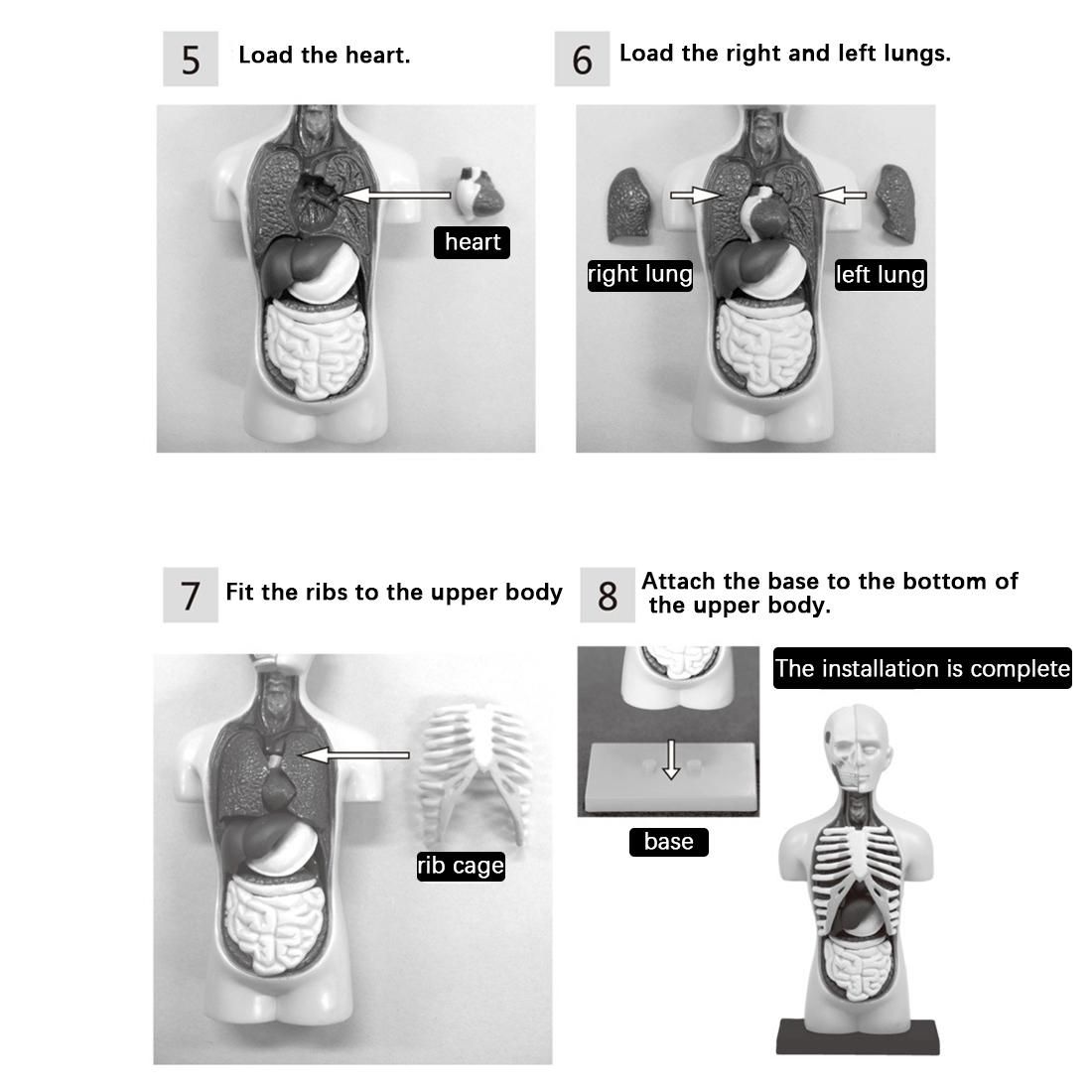 3D Removable Anatomical Human Torso Body Model for