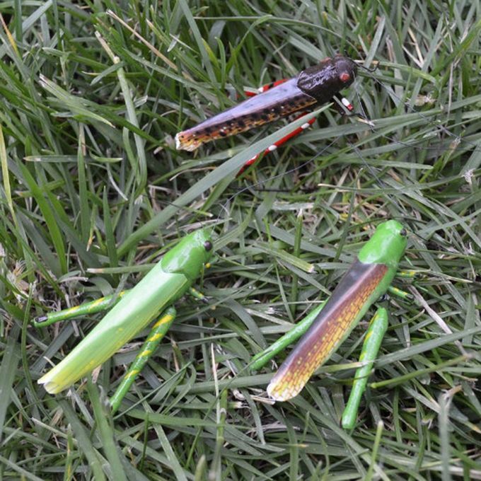 Insect Animal Pot Hanger Fridge   - Grasshopper Locust