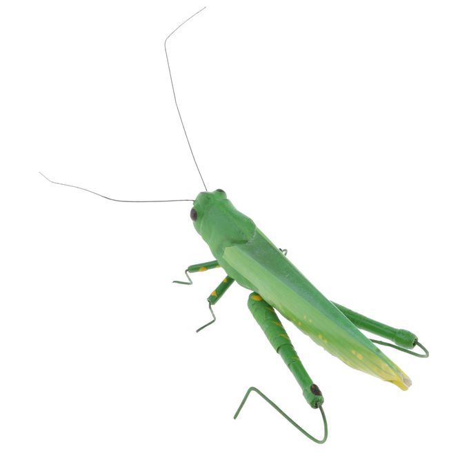 Insect Animal Pot Hanger Fridge   - Grasshopper Locust