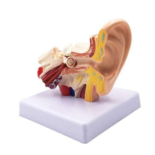 1.5X Human Ear Anatomy Model - Professional