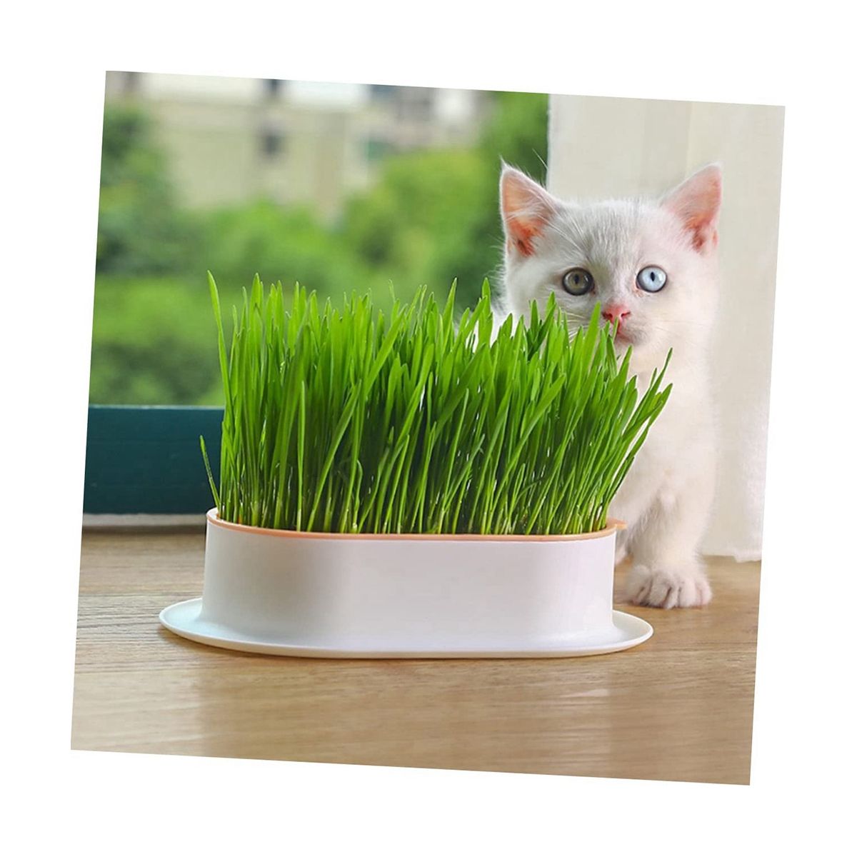 3Pcs Home Planting Box Kit Sprouts Soil-Free Pets Convenient Nursery Grower Soil Propagation