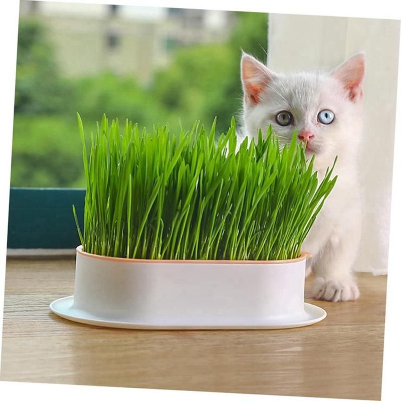 3Pcs Home Planting Box Kit Sprouts Soil-Free Pets Convenient Nursery Grower Soil Propagation