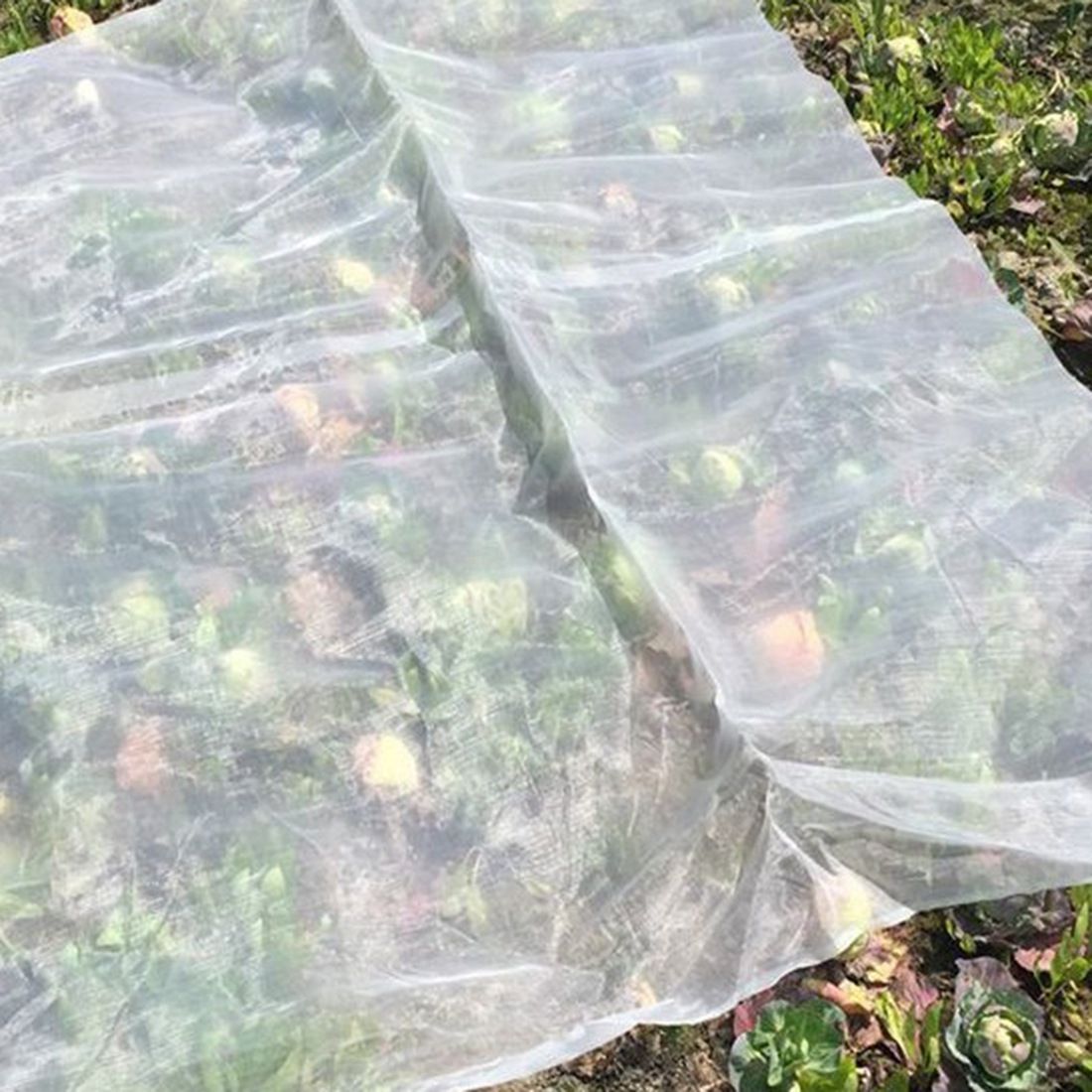 Greenhouse Protective Net Fruit Care Cover Insect
