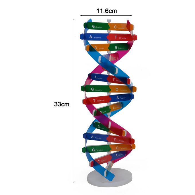 DNA Models Double Helix Structure Teaching Toy ABS Double-