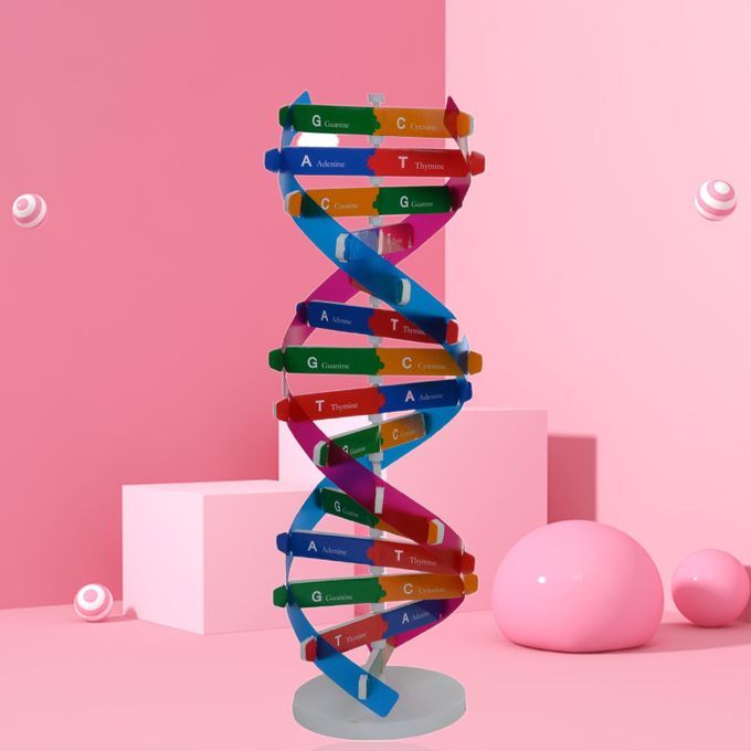 DNA Models Double Helix Structure Teaching Toy ABS Double-