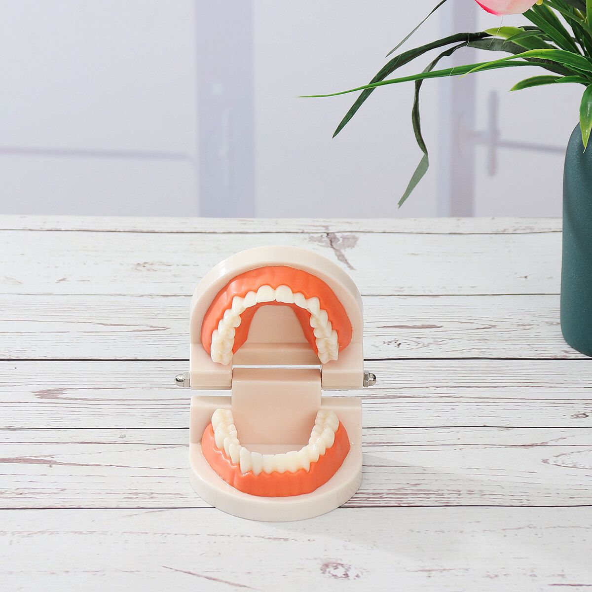 Teeth Model Dental Typodont Teach Study Brushing Flossing Practice Disease Tool Tooth + Card