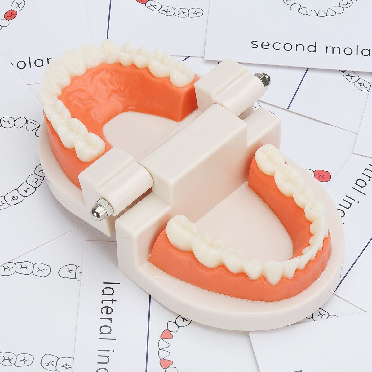 Teeth Model Dental Typodont Teach Study Brushing Flossing Practice Disease Tool Tooth + Card