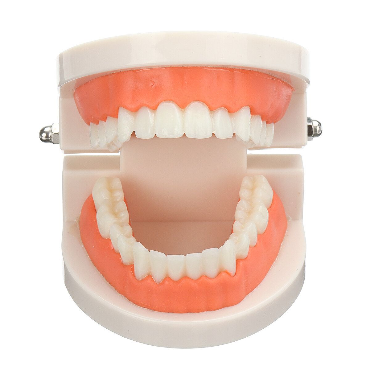 Teeth Model Dental Typodont Teach Study Brushing Flossing Practice Disease Tool Tooth + Card