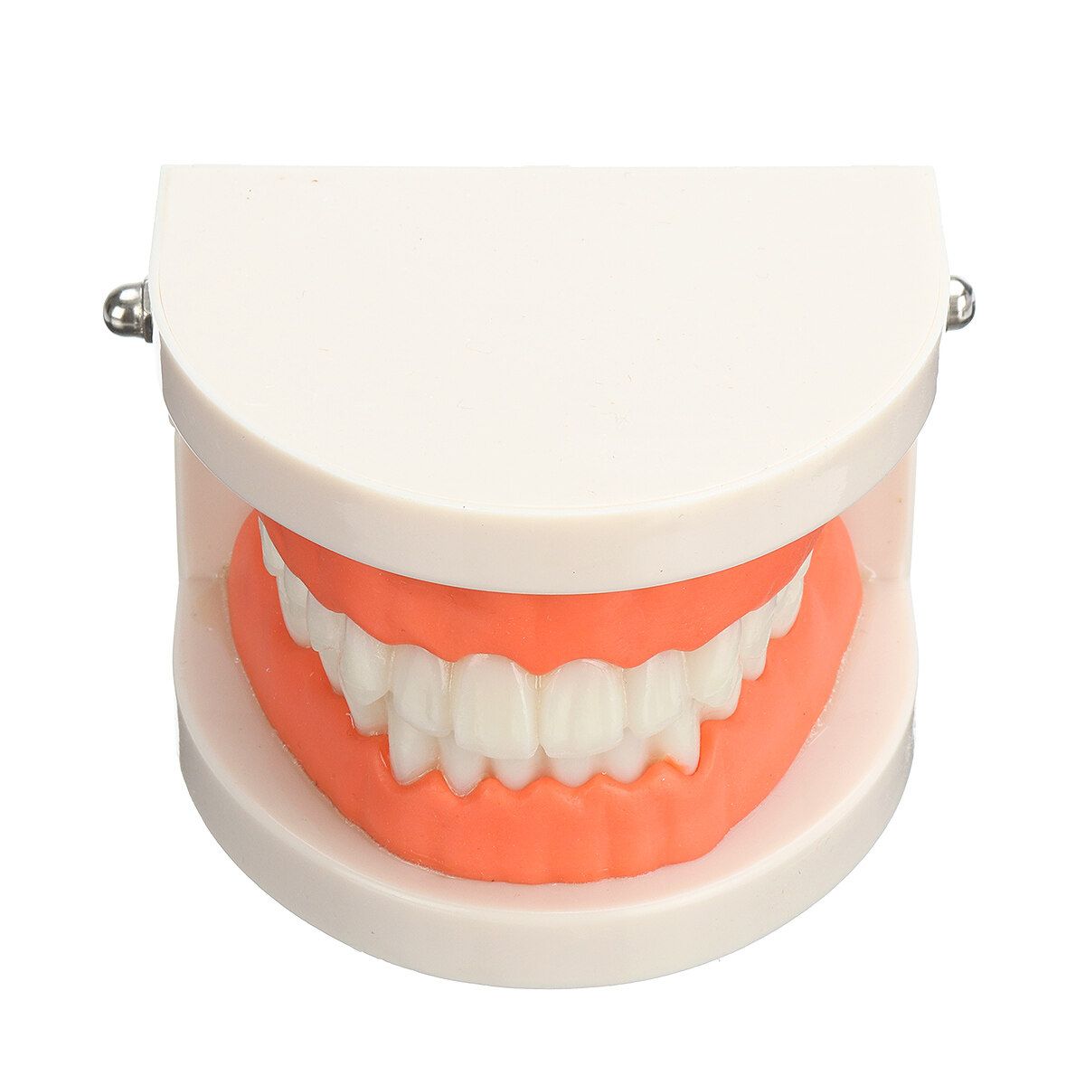 Teeth Model Dental Typodont Teach Study Brushing Flossing Practice Disease Tool Tooth + Card