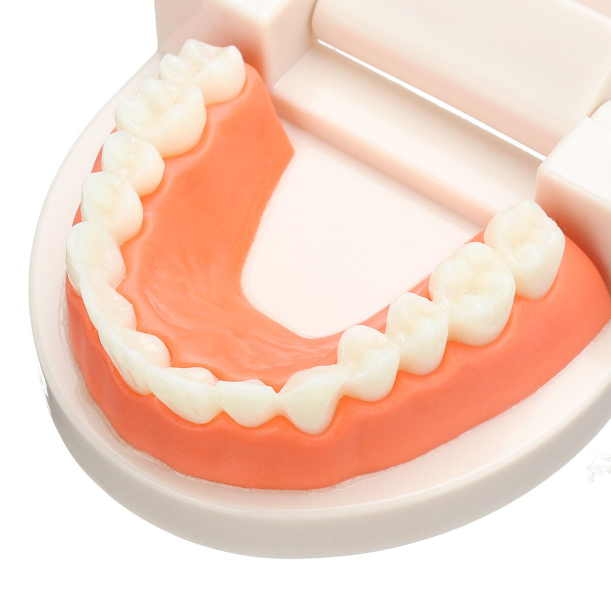 Teeth Model Dental Typodont Teach Study Brushing Flossing Practice Disease Tool Tooth + Card