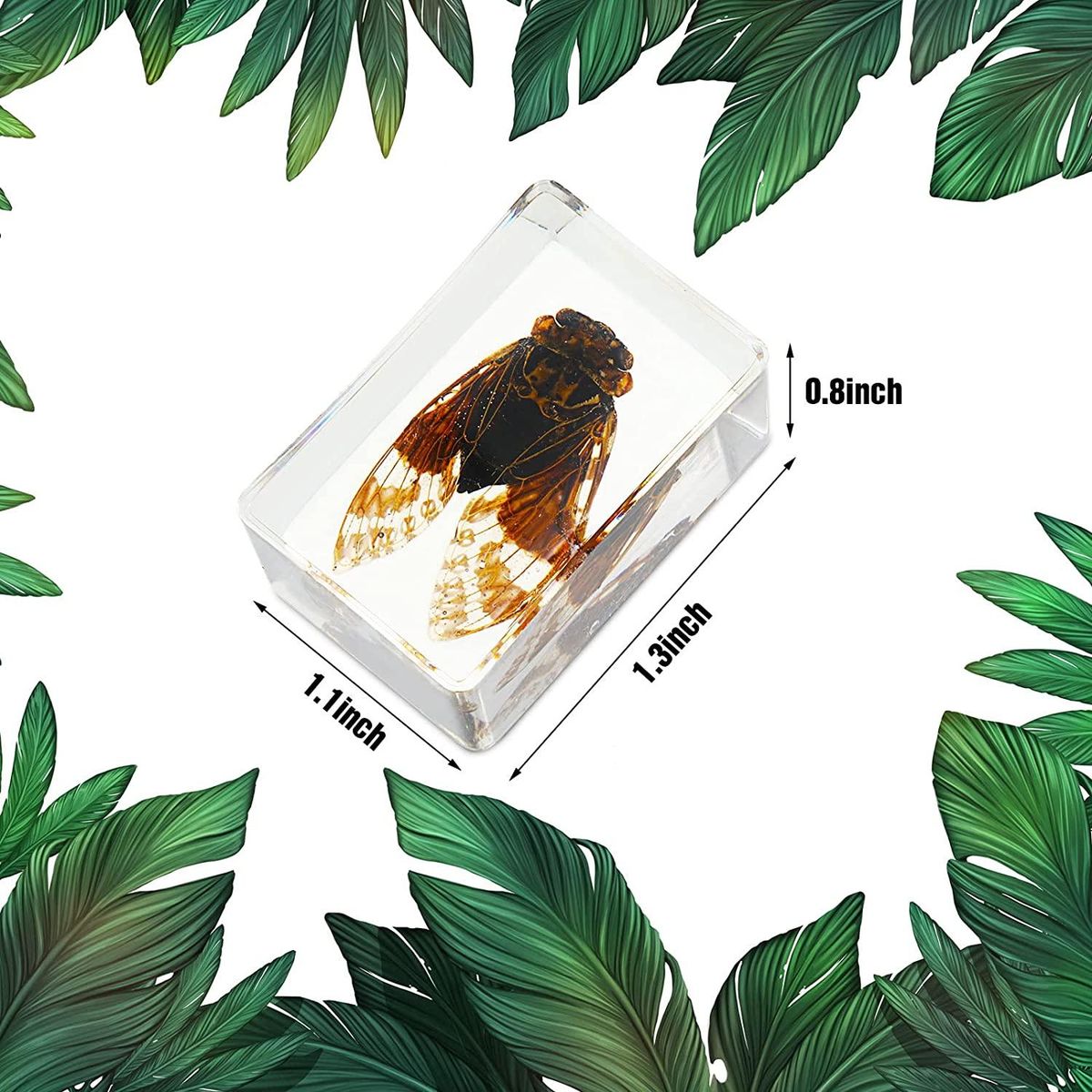 6-Pack Insect Resin Specimen Cicada Collection Paperweight