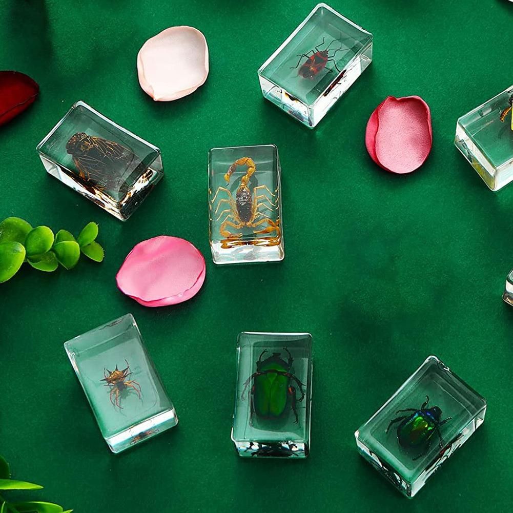 6-Pack Insect Resin Specimen Cicada Collection Paperweight
