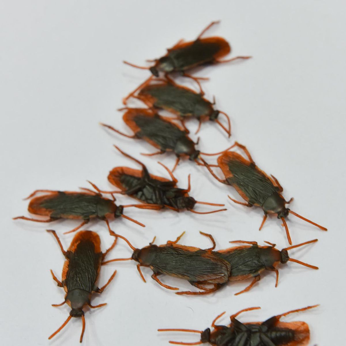 12 Pcs Halloween Simulated Plastic Cockroaches D