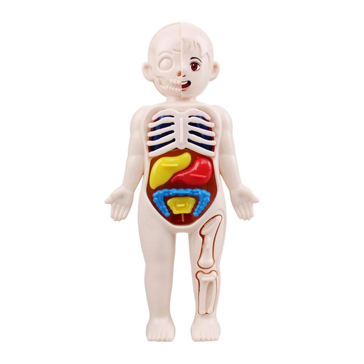 Kid 3D Puzzle Human Body  Model Educational Learning