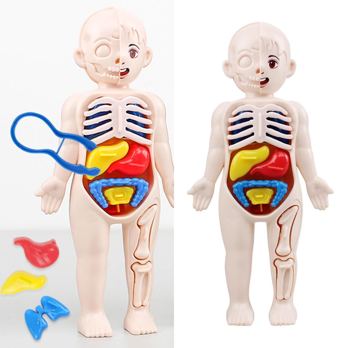 Kid 3D Puzzle Human Body  Model Educational Learning