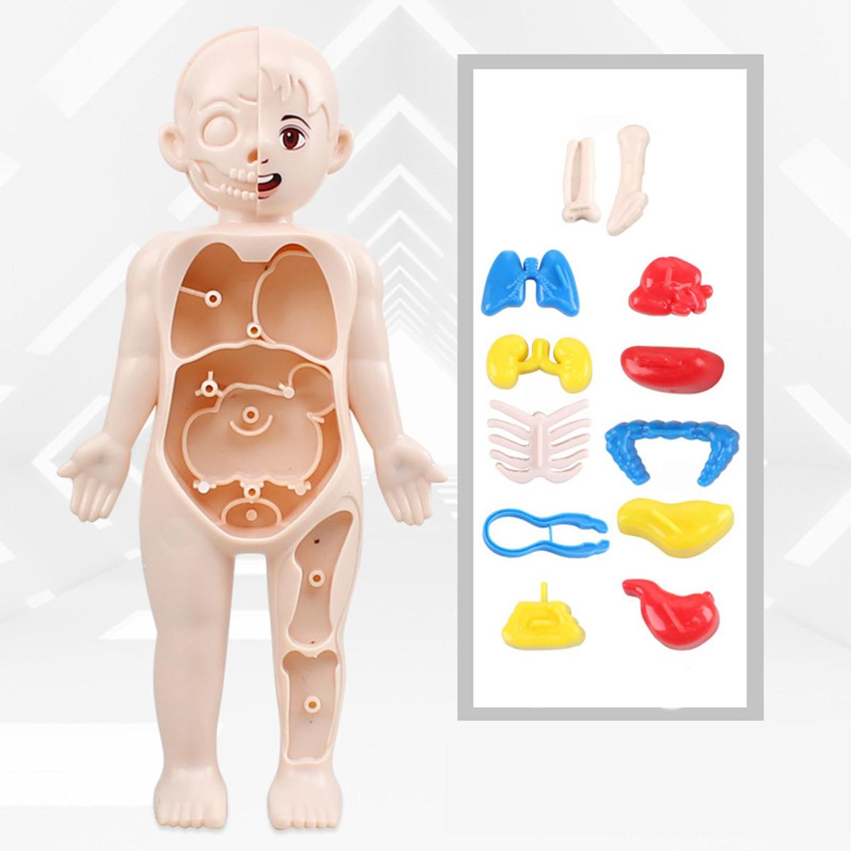 Kid 3D Puzzle Human Body  Model Educational Learning