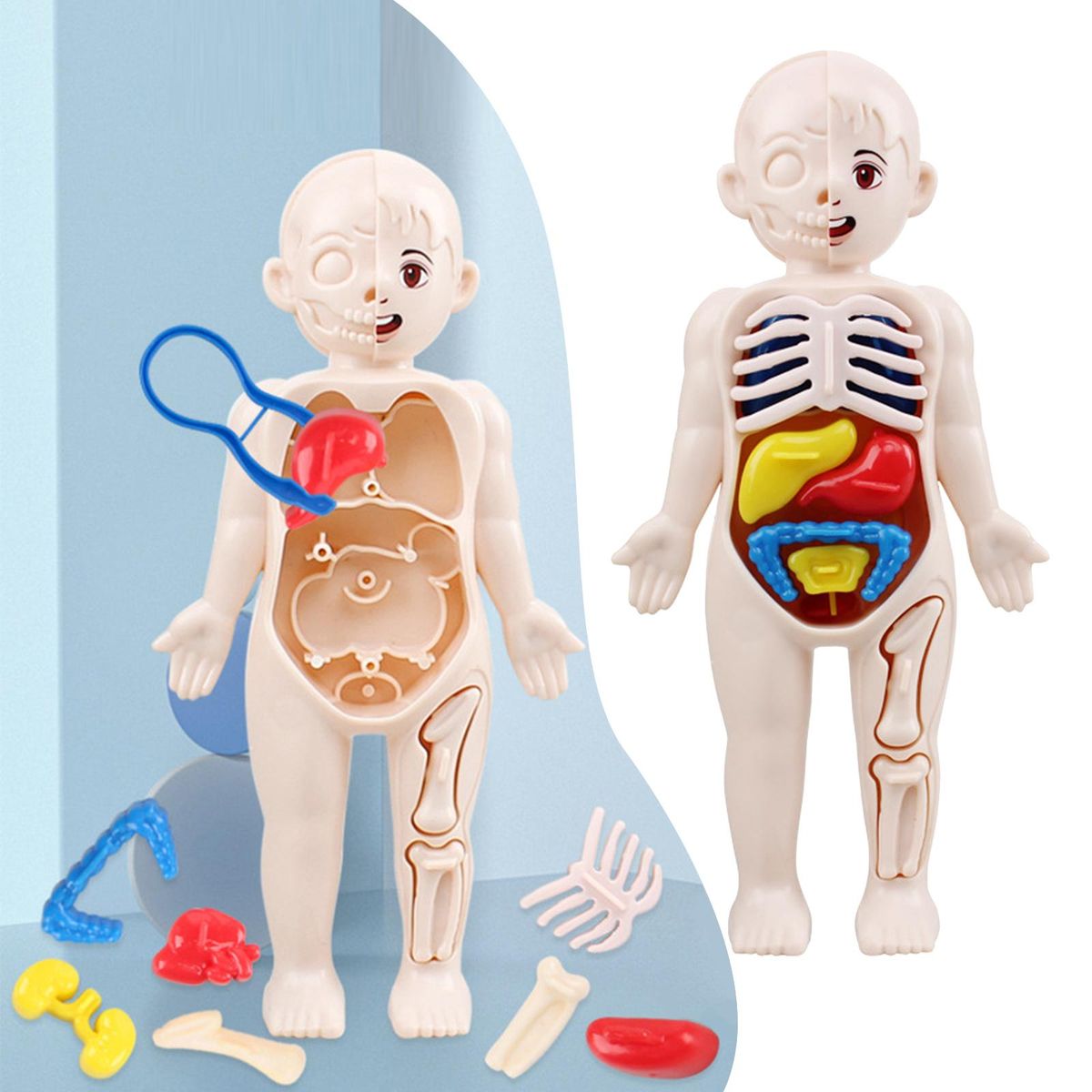 Kid 3D Puzzle Human Body  Model Educational Learning