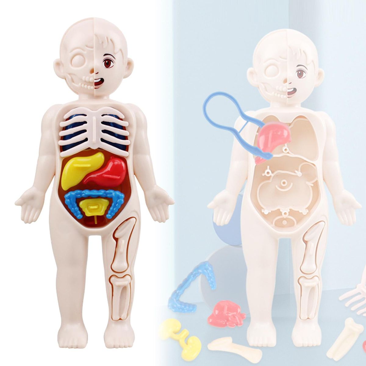Kid 3D Puzzle Human Body  Model Educational Learning