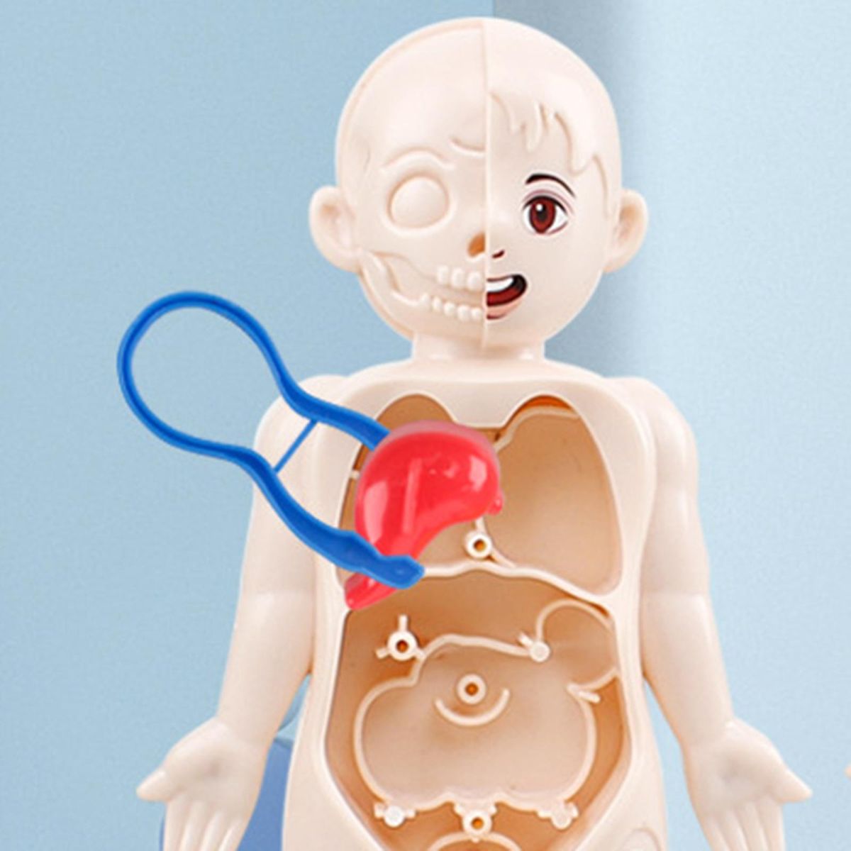 Kid 3D Puzzle Human Body  Model Educational Learning