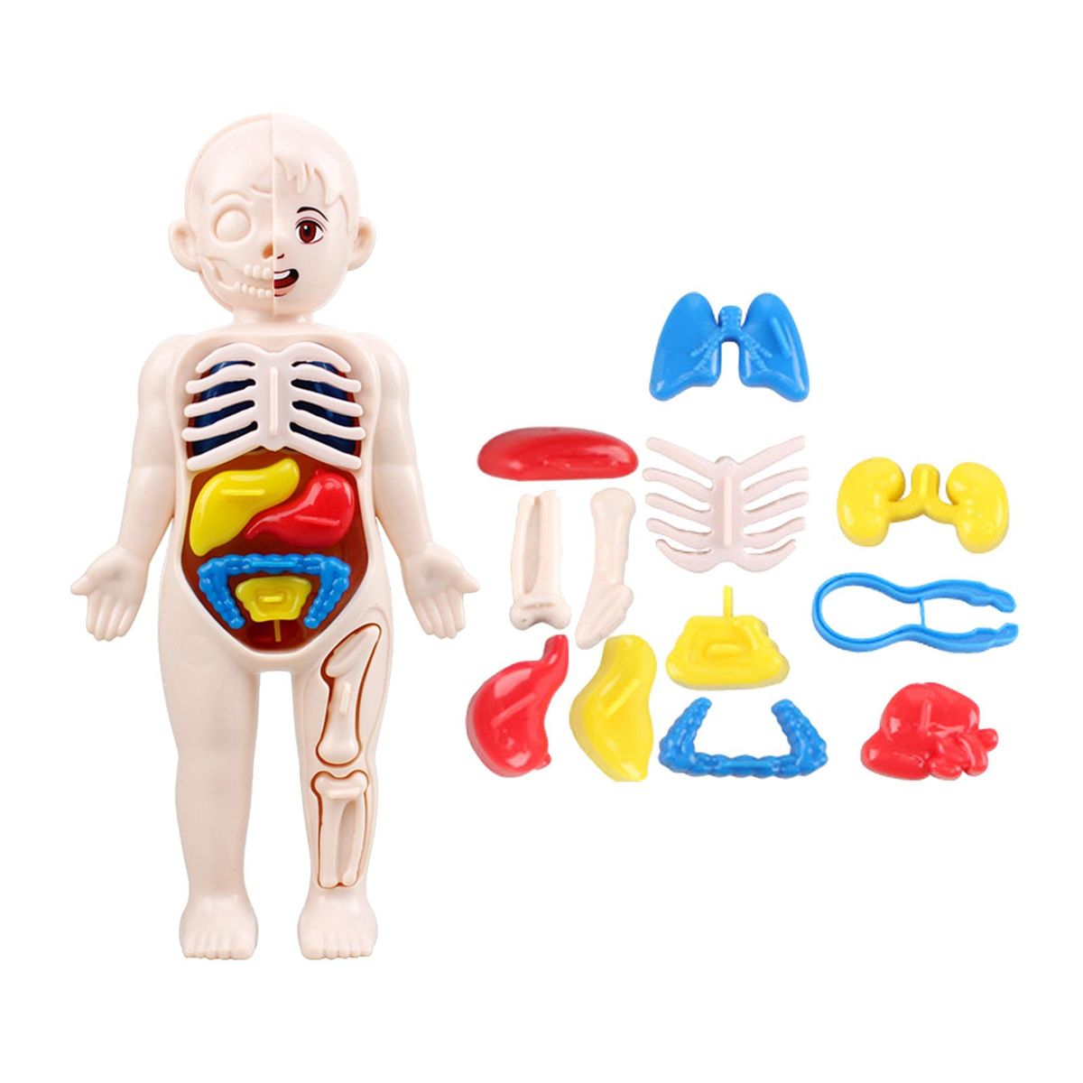 Kid 3D Puzzle Human Body  Model Educational Learning