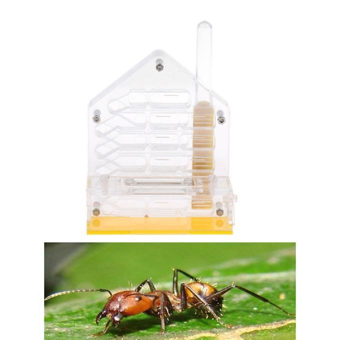 Clear Insect Ant Housing Acrylic Nest Ants Feed Farm Formicarium Box