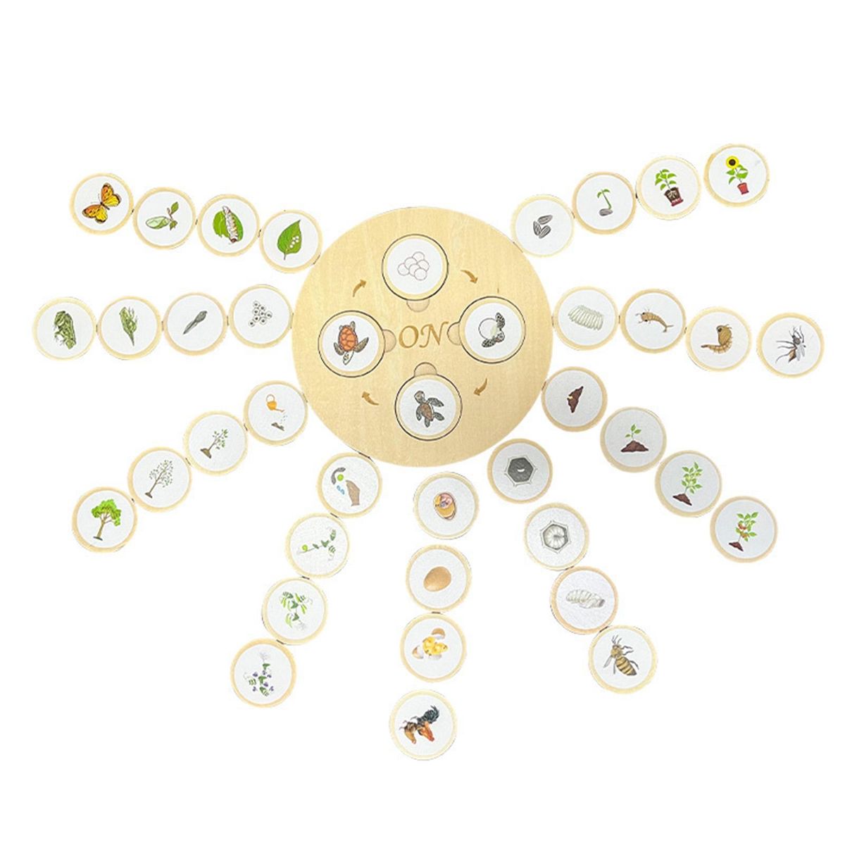 1 Set Animal Growth Cycle Toy Plant Life Cycle Puzzle Model Kit Early Learning Toy