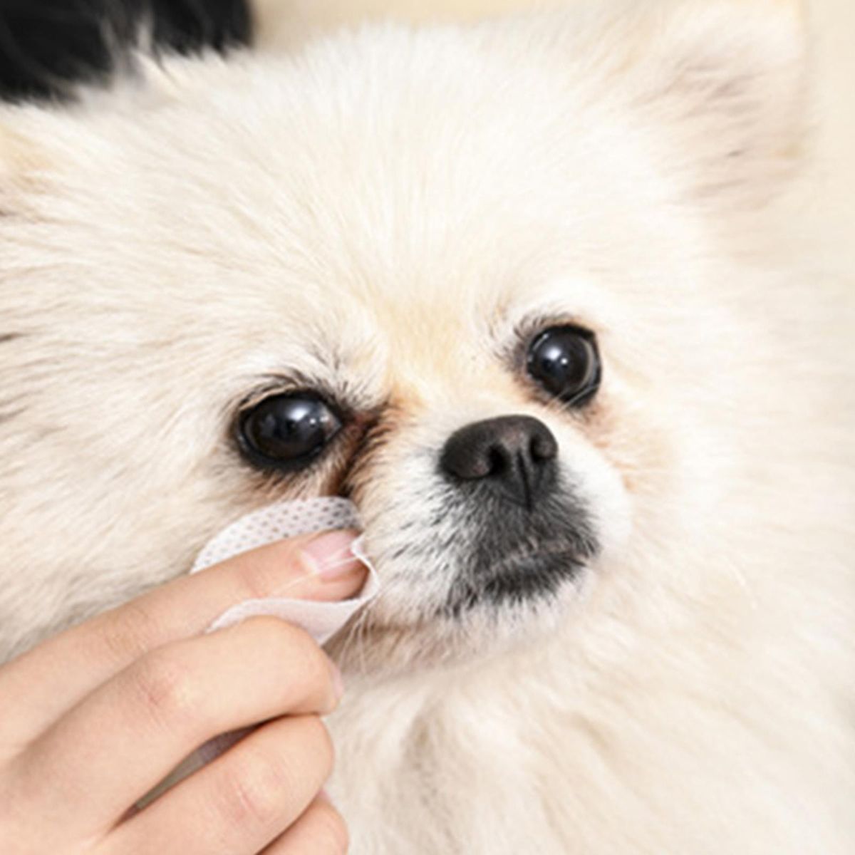 Pet Cleaning Wipes Cat Stain Remover Dog Wet Wipes Grooming Eye 130pcs