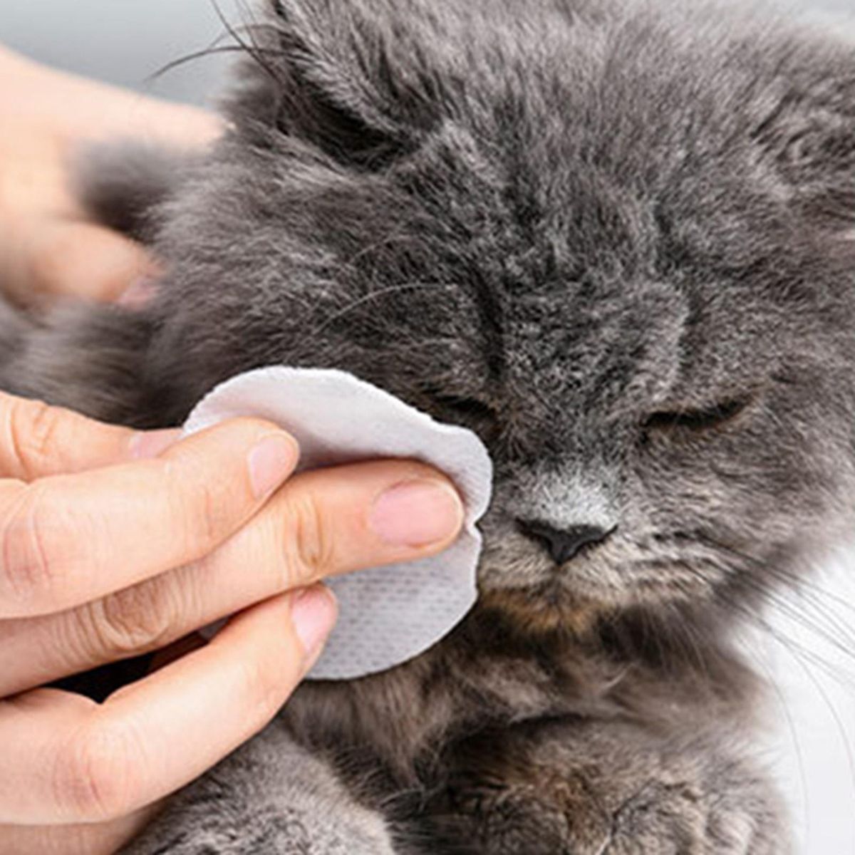 Pet Cleaning Wipes Cat Stain Remover Dog Wet Wipes Grooming Eye 130pcs