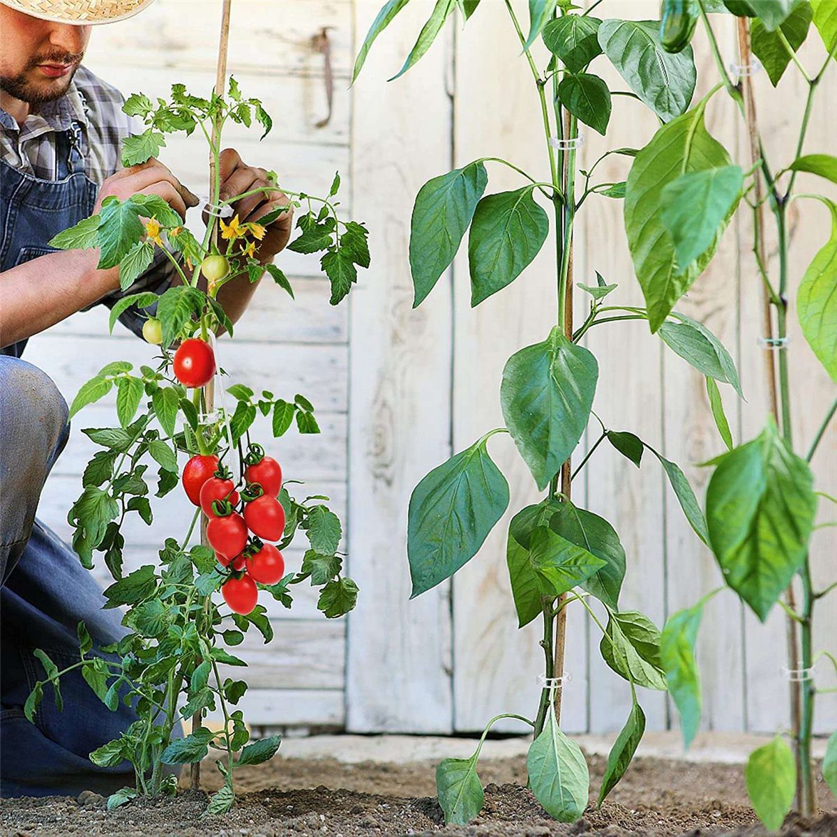 250 Pcs, Plant Support Clips and J Tomato Hooks,Plastic Trellis Clips