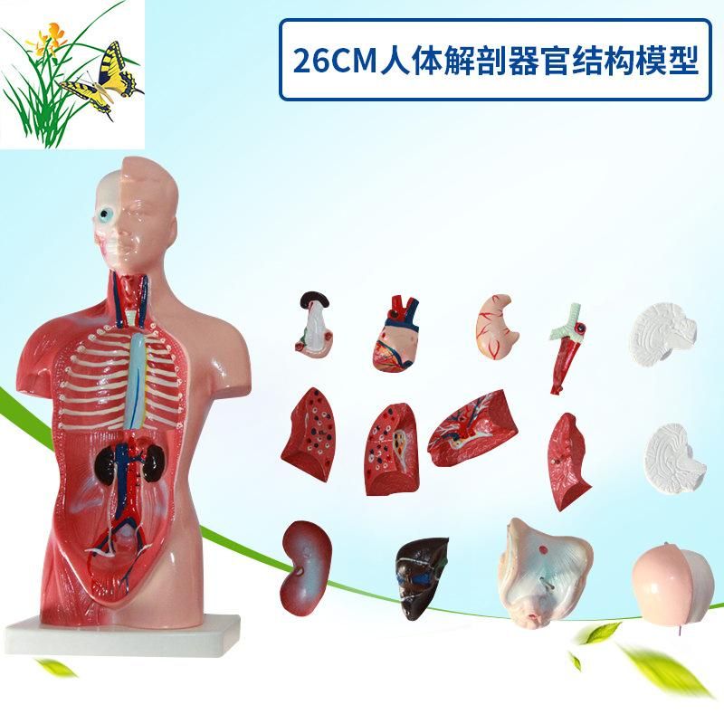 Human body model 28CM torso human internal organs heart anatomy model medical teaching aids skeleton children educational toys 26CM torso (15 pieces detachable)