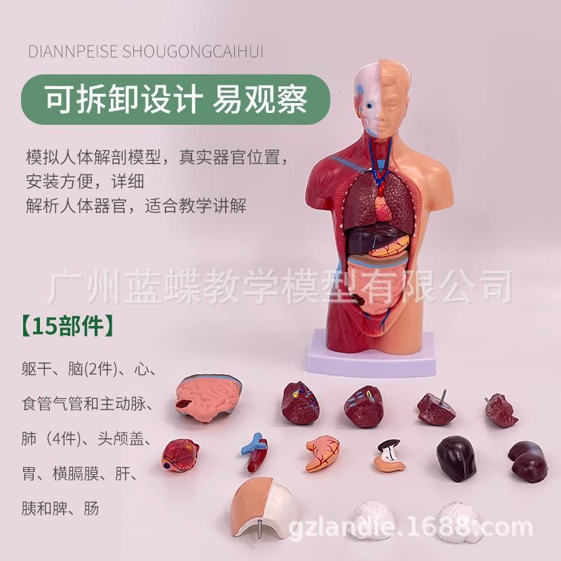 Human body model 28CM torso human internal organs heart anatomy model medical teaching aids skeleton children educational toys 26CM torso (15 pieces detachable)