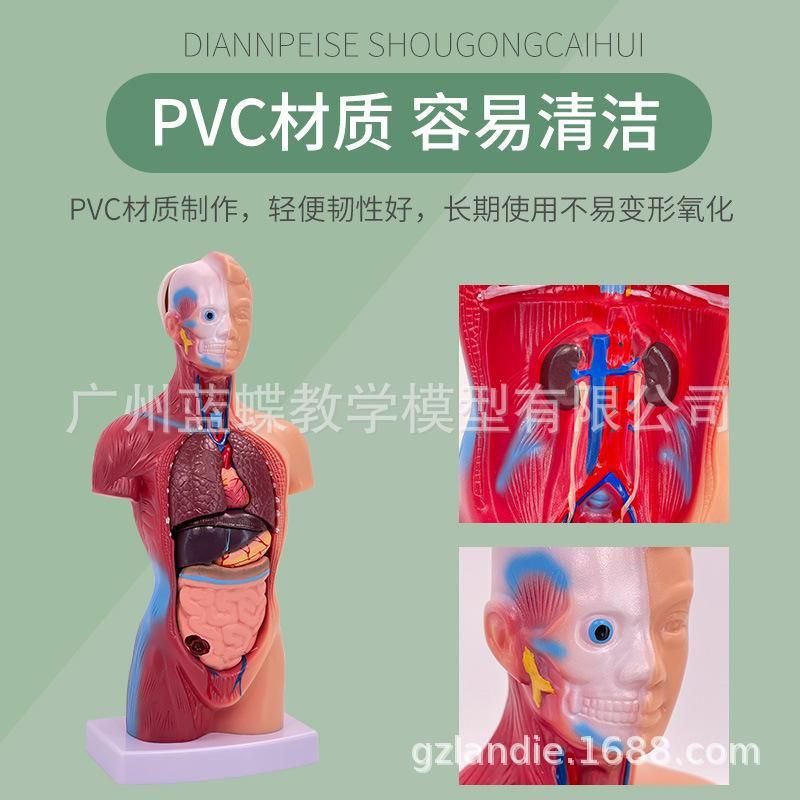 Human body model 28CM torso human internal organs heart anatomy model medical teaching aids skeleton children educational toys 26CM torso (15 pieces detachable)