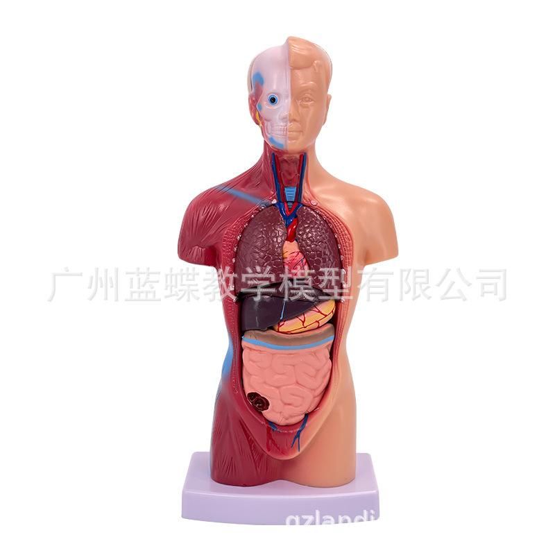 Human body model 28CM torso human internal organs heart anatomy model medical teaching aids skeleton children educational toys 26CM torso (15 pieces detachable)