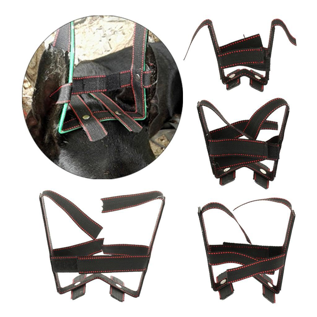 For Pinscher Dog Samoyed German