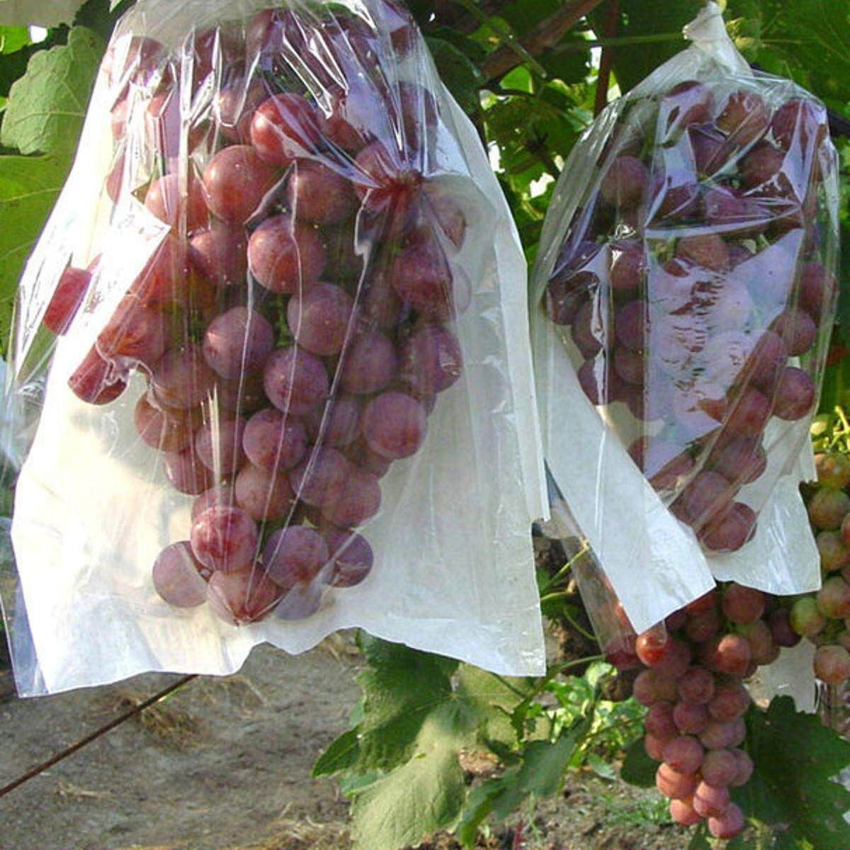 100pc Translucent Grape Bag Against Insect Pest Bird Fruit Protect Pouch