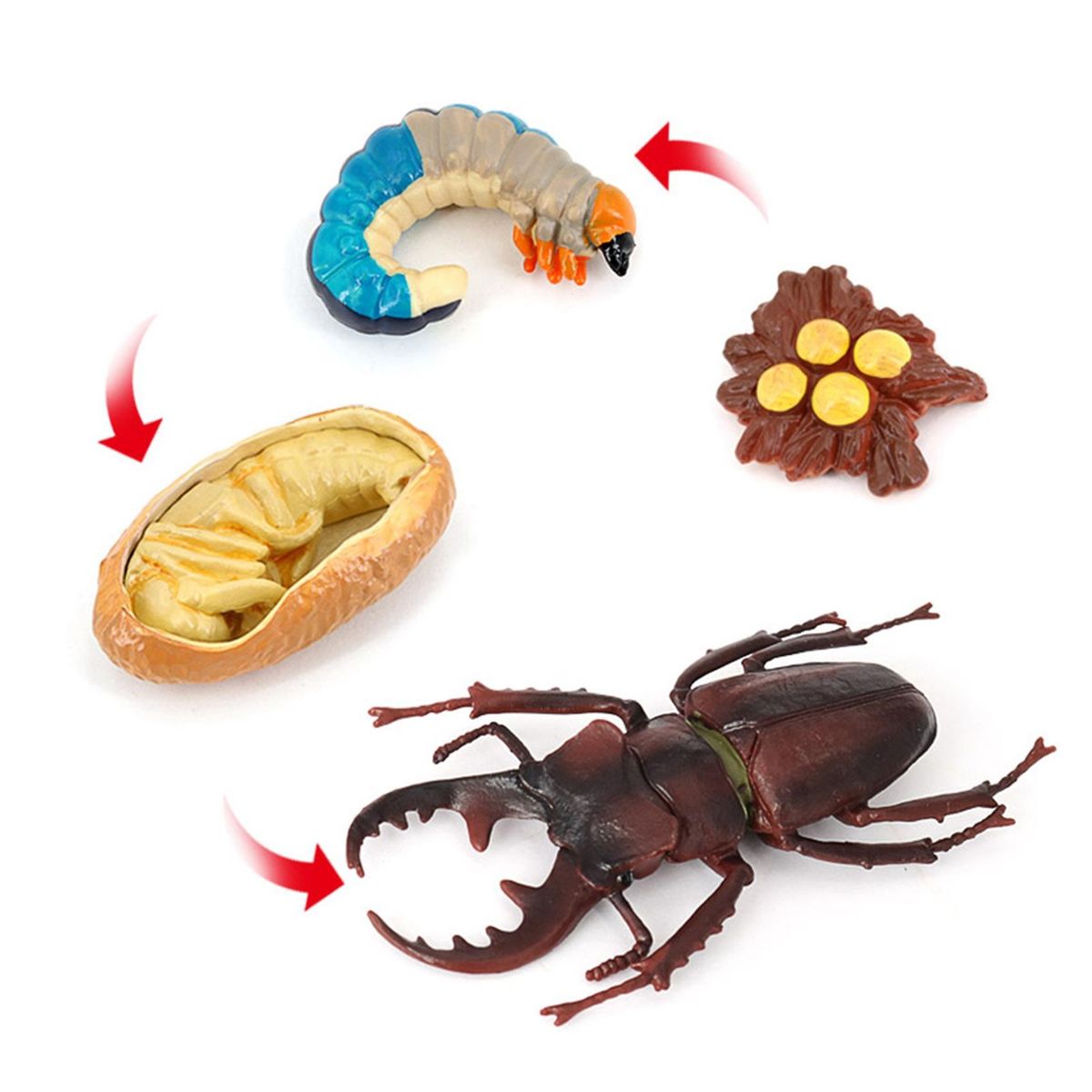 Stag Beetle Animal Life Cycle,Insect Model Educational Kids