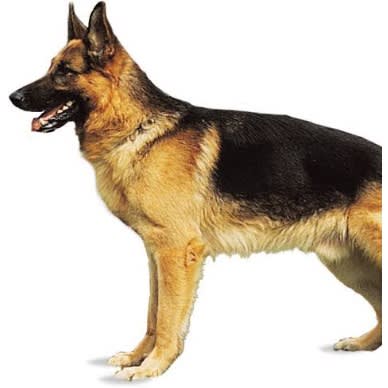 Booster Puppy Advanced Formula -10kg