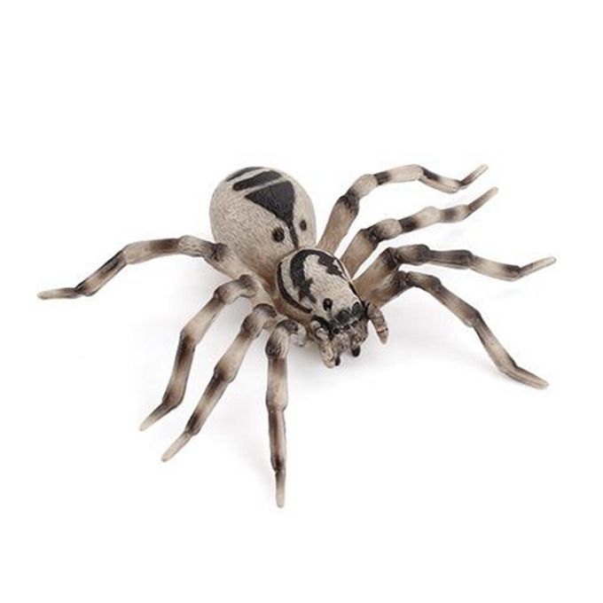 , Life Cycle Of Spider. Realistic  Animal Figurine Model