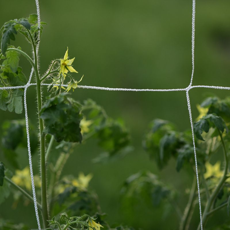 Plant Climbing Net Garden Vine Netting Support Mesh Cucumber Morning Glory Flower Grow
