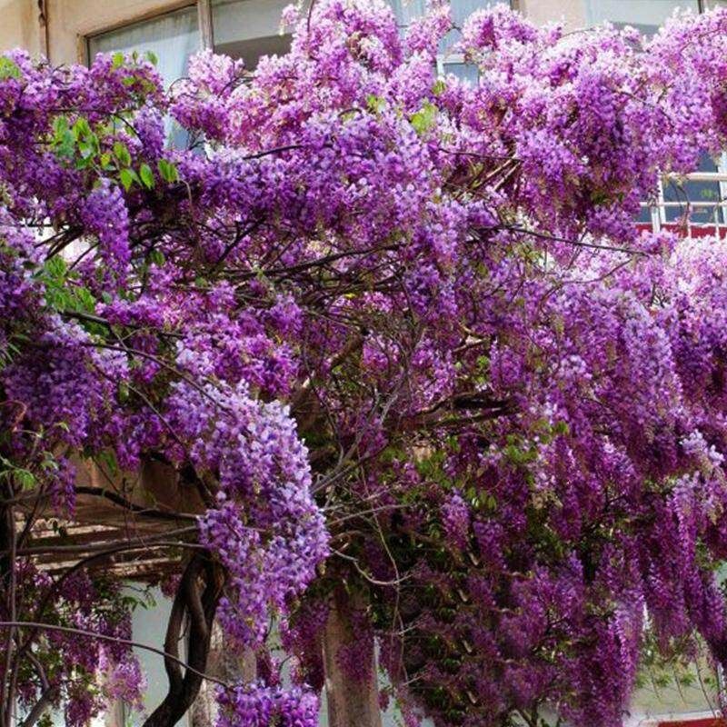 10 Wisteria Seeds--Beautiful Bonsai For DIY Home Garden , Real And Fresh Flower Seeds