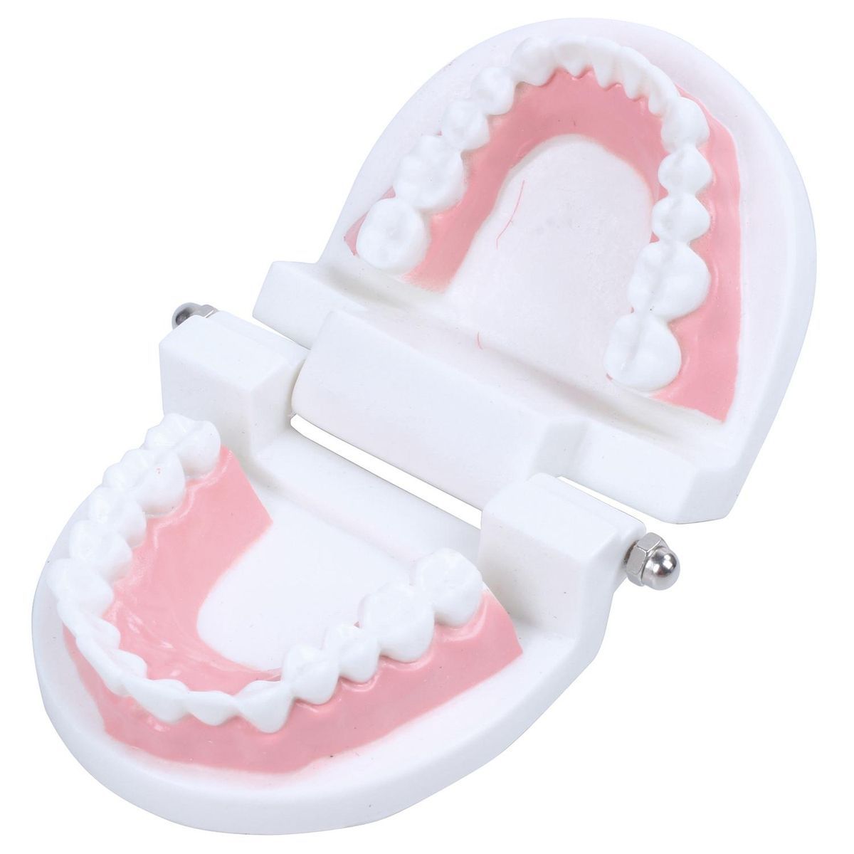 Dentist dentist tooth model teach Pink gummy gums standard