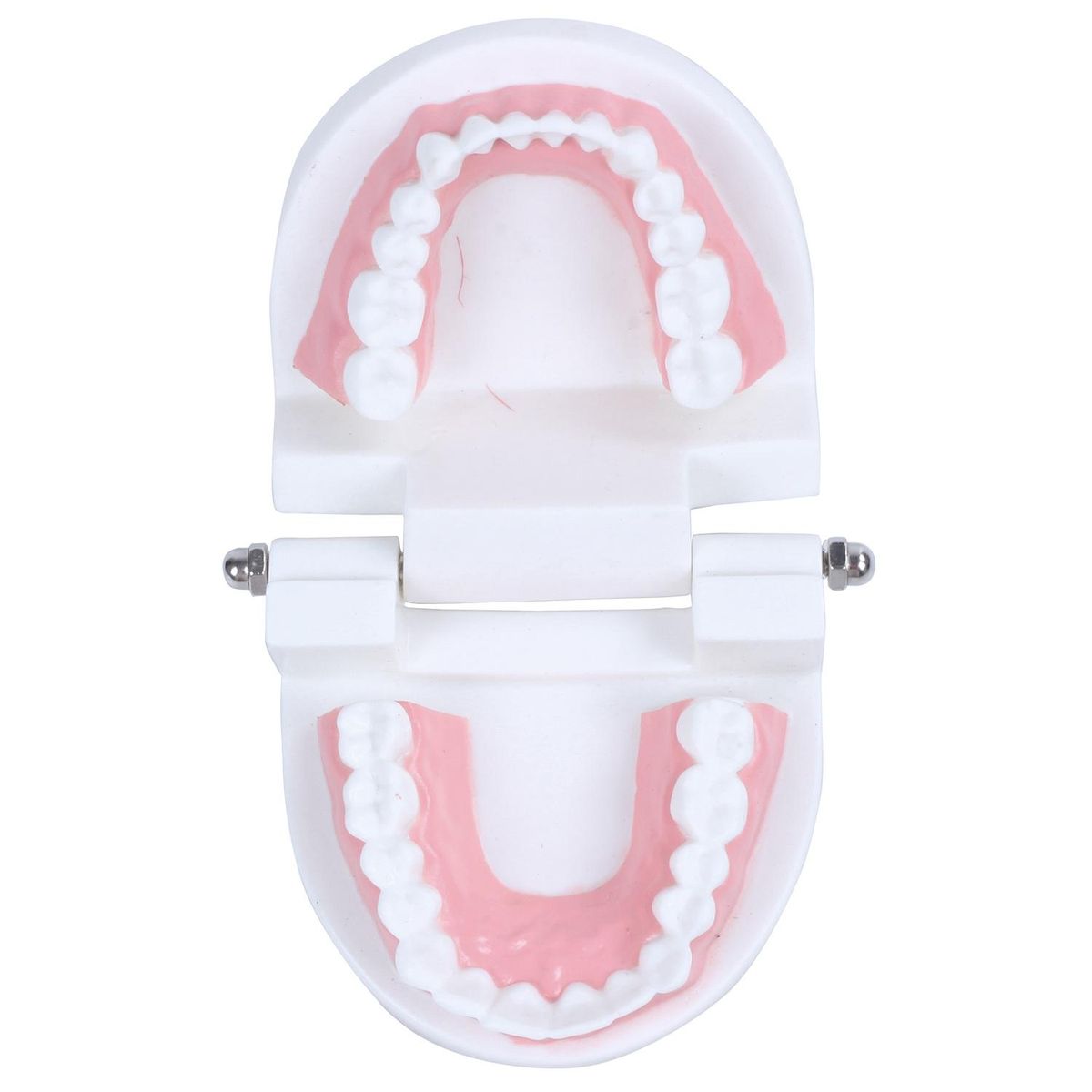 Dentist dentist tooth model teach Pink gummy gums standard